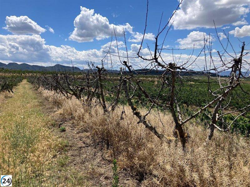 Unió de Pagesos critica a la Generalitat por dejar de lado la cereza en las ayudas por la sequía
