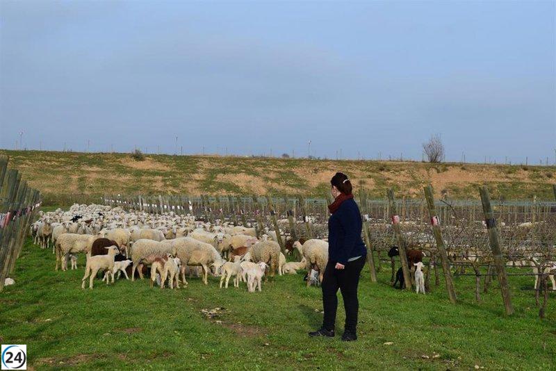 UP alerta que la regularización de autónomos podría reducir prestaciones en un 44%.