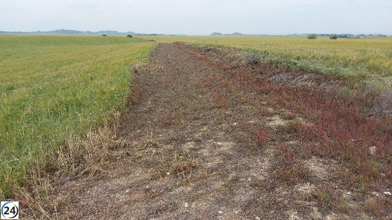 El Govern destina más de 350.000 euros para salvaguardar las aves en hábitats esteparios.