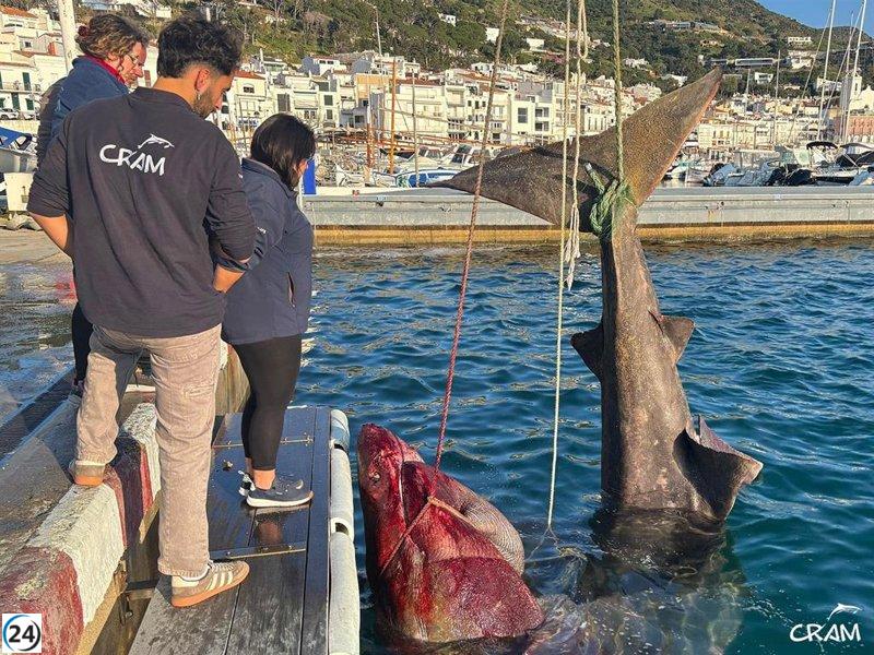 Capturan inesperadamente un tiburón peregrino de 7 metros en Port de la Selva, Girona.