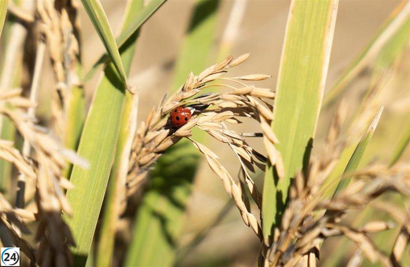 Inicia la cosecha de arroz en 21.000 hectáreas bajo condiciones óptimas de humedad.