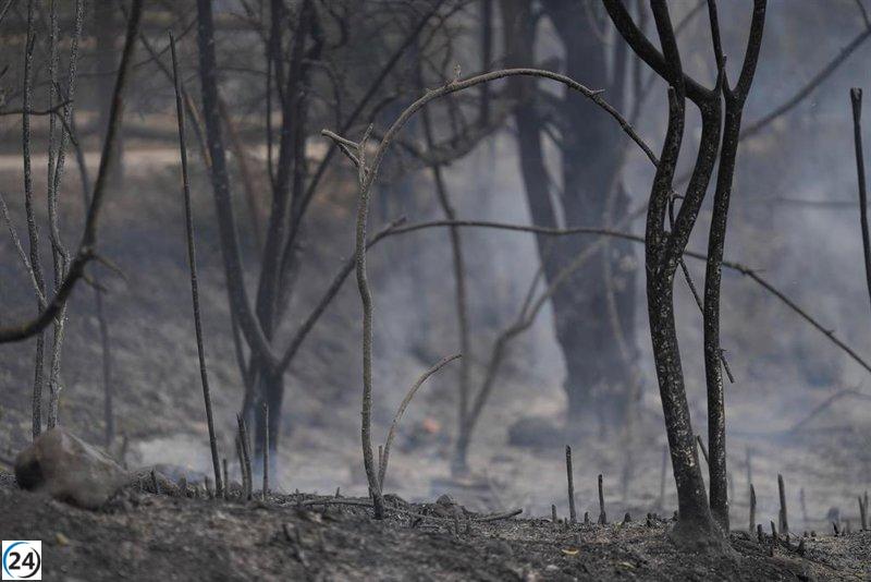 Estudio revela que los incendios en aumento impiden la recuperación de los bosques.