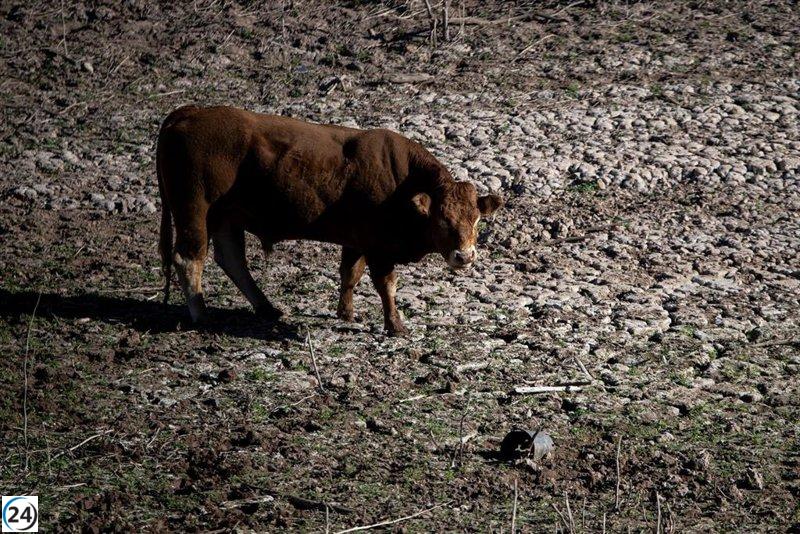 Detectan en Girona el primer caso de Dermatosis Nodular Contagiosa en ganado.