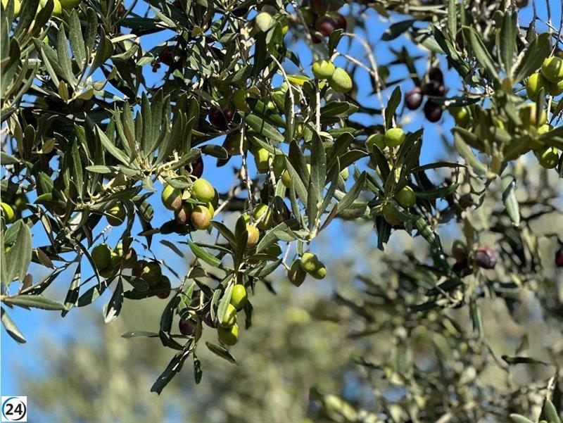 La DOP Oli de l'Empordà arranca una nueva cosecha con expectativas optimistas.