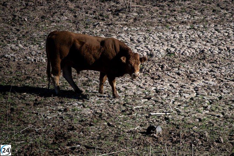 El Gobierno propone a la CE un plan para vacunar a 600.000 vacas contra la DNC en Catalunya y Aragón.