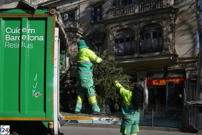 Barcelona inicia la recolección de abetos navideños.