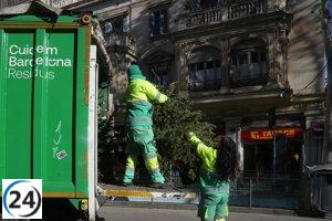 Barcelona inicia la recolección de abetos navideños.