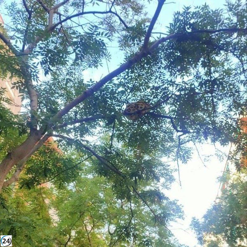 Serpiente gigante salvada de un árbol en Les Corts, Barcelona.