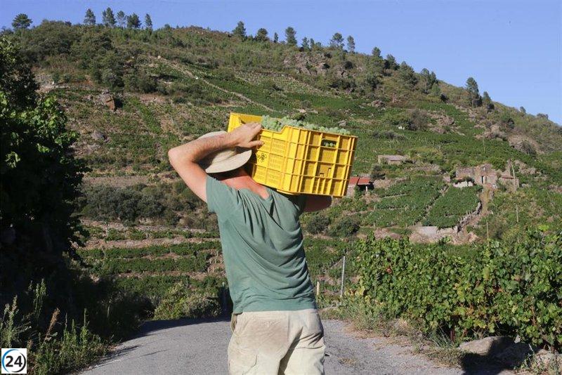 Unió de Pagesos demanda un aumento en el precio de la uva debido a la sequía