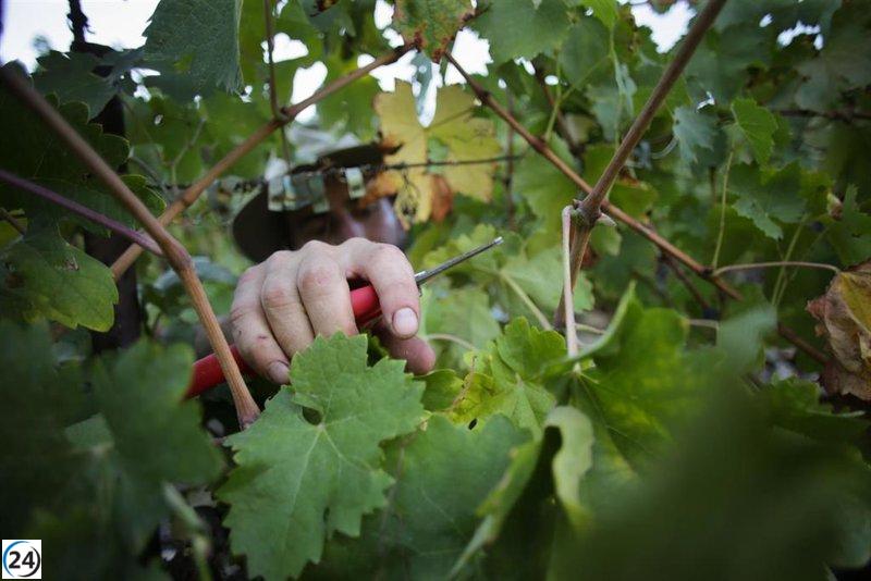 El exitoso mercado online de Innovi supera las 50 conexiones en su primer mes