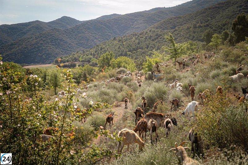 Familia Torres apuesta por el pastoreo para mejorar la gestión ambiental de sus bosques