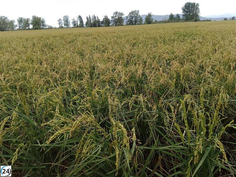 Pérdidas en arrozales del Delta (Tarragona) aumentan un 50% por lluvias según Unió de Pagesos.