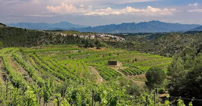 Embárcate en un tour de viñedos en Priorat
