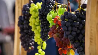 Aprende sobre las variedades de uva de la zona