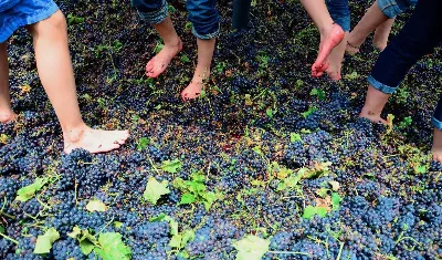Celebra la vendimia en Cataluña