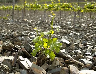 Admira la belleza del Priorat en otoño
