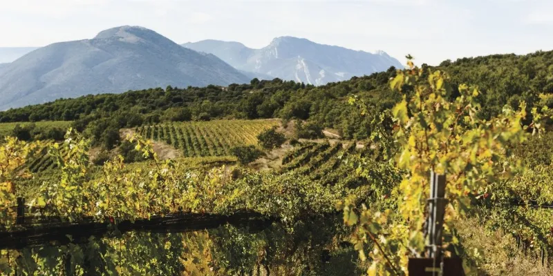 Conoce la historia del vino en Cataluña