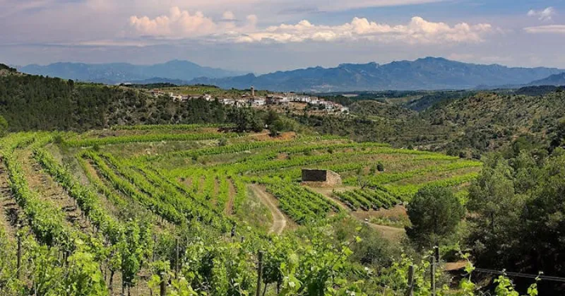 Embárcate en un tour de viñedos en Priorat