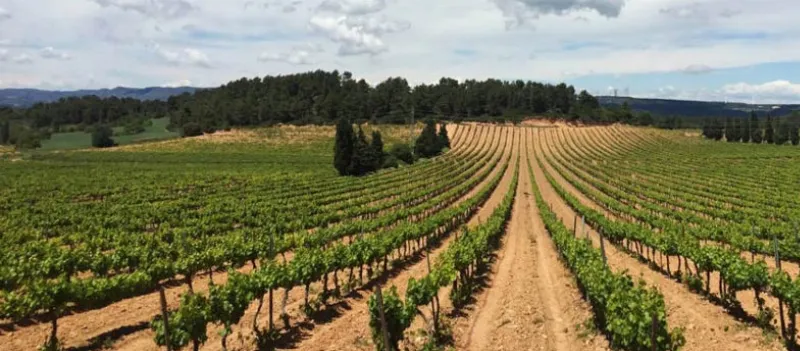 Adéntrate en los campos de viñedos de la Conca de Barberà