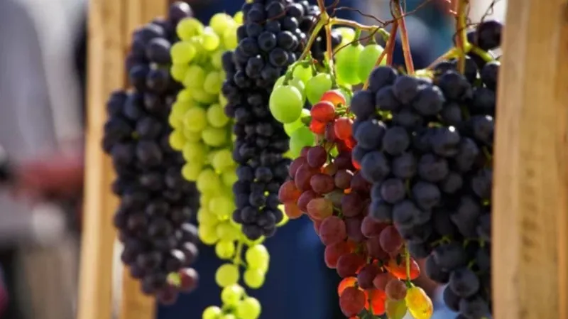 Aprende sobre las variedades de uva de la zona