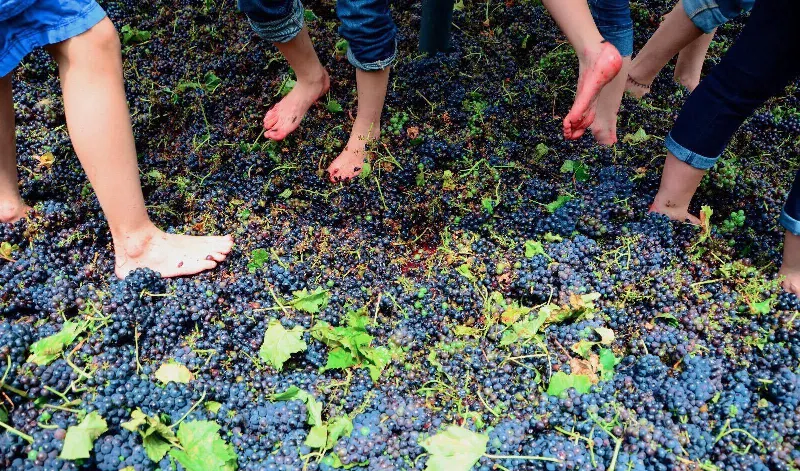 Celebra la vendimia en Cataluña