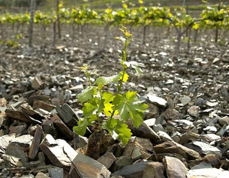Admira la belleza del Priorat en otoño